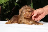 Colt Chocolate merle , a male Yorkipoo for sale in Memphis, TN – 5 of 10