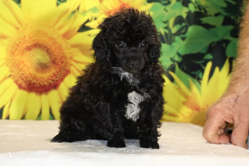 Toy Jasper Black and white  – Poodle - Toy  puppy for sale in Memphis, TN