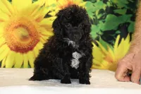 Toy Jasper Black and white , a male Poodle - Toy  for sale in Memphis, TN – 1 of 10