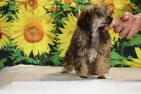 Marbles Sable merle white , a male Poodle - Toy  for sale in Memphis, TN – 10 of 10