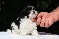 Bubbles Toy Micro , a female Miniature Goldendoodle for sale in Memphis, TN – 7 of 10
