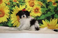 Ready Bubbles Toy Micro , a female Miniature Goldendoodle for sale in Memphis, TN – 1 of 9