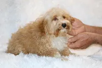 Ready Julian, a male Cockapoo and Poodle - Miniature  for sale in Memphis, TN – 5 of 10