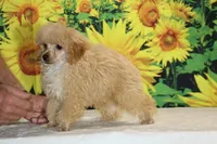 Pretzel Red/apricot Merle white , a male Poodle - Toy  for sale in Memphis, TN – 2 of 7