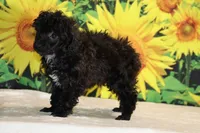 Toy Jasper Black and white , a male Poodle - Toy  for sale in Memphis, TN – 2 of 10