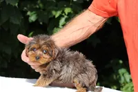 Meena 2 Ice Blue Eyes , a female Yorkipoo for sale in Memphis, TN – 8 of 10