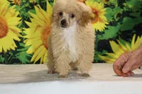 Pretzel Red/apricot Merle white , a male Poodle - Toy  for sale in Memphis, TN – 5 of 7