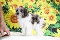Ready toy Micro Birdie Bluemerle , a female Miniature Goldendoodle for sale in Memphis, TN – 2 of 10
