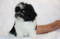 Ready Toy Pierce , a male Shihpoo and Poodle - Toy  for sale in Memphis, TN – 4 of 10