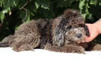 David Ready 11#-20#, a male Miniature Bernedoodle for sale in Memphis, TN – 8 of 9
