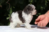 Toy Micro Birdie Blue merle , a female Miniature Goldendoodle for sale in Memphis, TN – 6 of 8