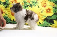 Ready toy Micro Birdie Bluemerle , a female Miniature Goldendoodle for sale in Memphis, TN – 5 of 10