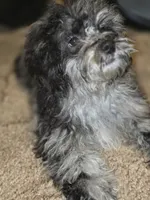 Merle Doll Baby, a female Shihpoo and Poodle - Toy  for sale in Memphis, TN – 5 of 9