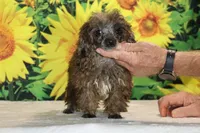 Spirit blue merle toy, a male Poodle - Toy  for sale in Memphis, TN – 5 of 6