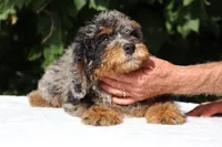 11-20# Gideon Phantom , a male Miniature Bernedoodle for sale in Memphis, TN – 7 of 9