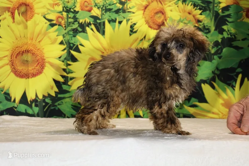 Marbles Sable merle white  – Poodle - Toy  puppy for sale in Memphis, TN