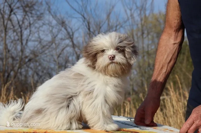 2 blue eyes Lavender Merle  – Shihpoo, Poodle - Toy  puppy for sale in Memphis, TN
