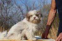 2 blue eyes Lavender Merle , a male Shihpoo and Poodle - Toy  for sale in Memphis, TN – 1 of 8