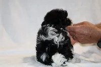 Toy Pierce black parti, a male Shihpoo and Poodle - Toy  for sale in Memphis, TN – 2 of 3