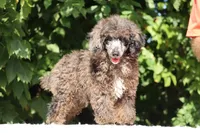 Ice Man Blue Eyed, a male Poodle - Miniature  for sale in Memphis, TN – 10 of 10