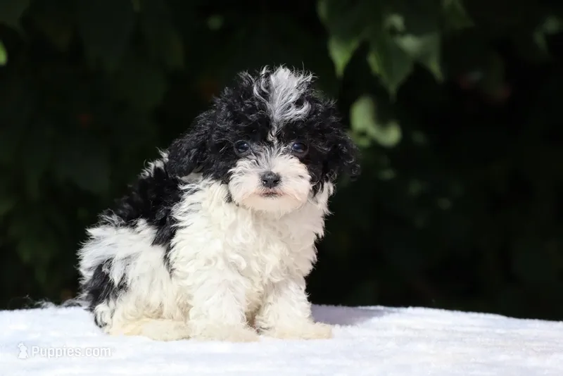 Bubbles Toy Micro  – Miniature Goldendoodle puppy for sale in Memphis, TN