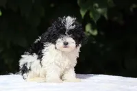 Bubbles Toy Micro , a female Miniature Goldendoodle for sale in Memphis, TN – 1 of 10