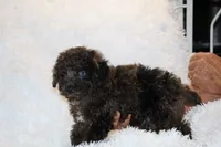 Ice Man Blue Eyed, a male Poodle - Toy  for sale in Memphis, TN – 6 of 10