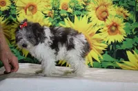 Ready toy Micro Birdie Bluemerle , a female Miniature Goldendoodle for sale in Memphis, TN – 9 of 10
