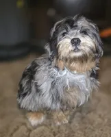 Phantom Merle Beauty , a female Shihpoo and Poodle - Toy  for sale in Memphis, TN – 1 of 8