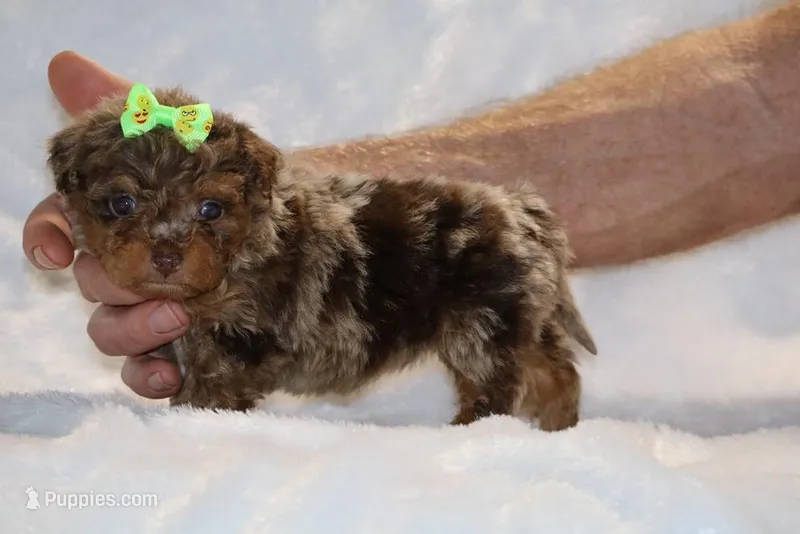 Tiny Toy Chocolate Merle DARLING – Shihpoo, Poodle - Toy  puppy for sale in Memphis, TN