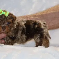 Tiny Toy Chocolate Merle DARLING, a female Shihpoo and Poodle - Toy  for sale in Memphis, TN – Photo 1 of 9