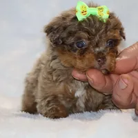 Tiny Toy Chocolate Merle DARLING, a female Shihpoo and Poodle - Toy  for sale in Memphis, TN – Photo 7 of 9