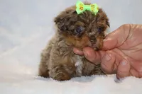 Tiny Toy Choc Merle DARLING, a female Shihpoo and Poodle - Toy  for sale in Memphis, TN – Photo 7 of 9