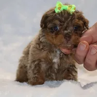 Tiny Toy Chocolate Merle DARLING, a female Shihpoo and Poodle - Toy  for sale in Memphis, TN – Photo 8 of 9