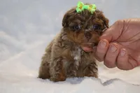 Tiny Toy Choc Merle DARLING, a female Shihpoo and Poodle - Toy  for sale in Memphis, TN – Photo 8 of 9