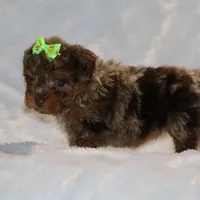 Tiny Toy Chocolate Merle DARLING, a female Shihpoo and Poodle - Toy  for sale in Memphis, TN – Photo 4 of 9