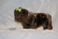 Tiny Toy Choc Merle DARLING, a female Shihpoo and Poodle - Toy  for sale in Memphis, TN – Photo 4 of 9