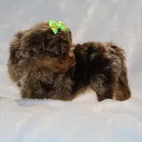 Tiny Toy Chocolate Merle DARLING, a female Shihpoo and Poodle - Toy  for sale in Memphis, TN – Photo 3 of 9