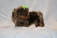 Tiny Toy Choc Merle DARLING, a female Shihpoo and Poodle - Toy  for sale in Memphis, TN – Photo 3 of 9