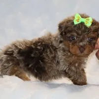 Tiny Toy Chocolate Merle DARLING, a female Shihpoo and Poodle - Toy  for sale in Memphis, TN – Photo 9 of 9