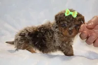 Tiny Toy Choc Merle DARLING, a female Shihpoo and Poodle - Toy  for sale in Memphis, TN – Photo 9 of 9