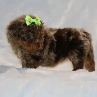 Tiny Toy Chocolate Merle DARLING, a female Shihpoo and Poodle - Toy  for sale in Memphis, TN – Photo 6 of 9