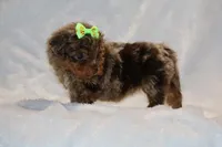 Tiny Toy Choc Merle DARLING, a female Shihpoo and Poodle - Toy  for sale in Memphis, TN – Photo 6 of 9