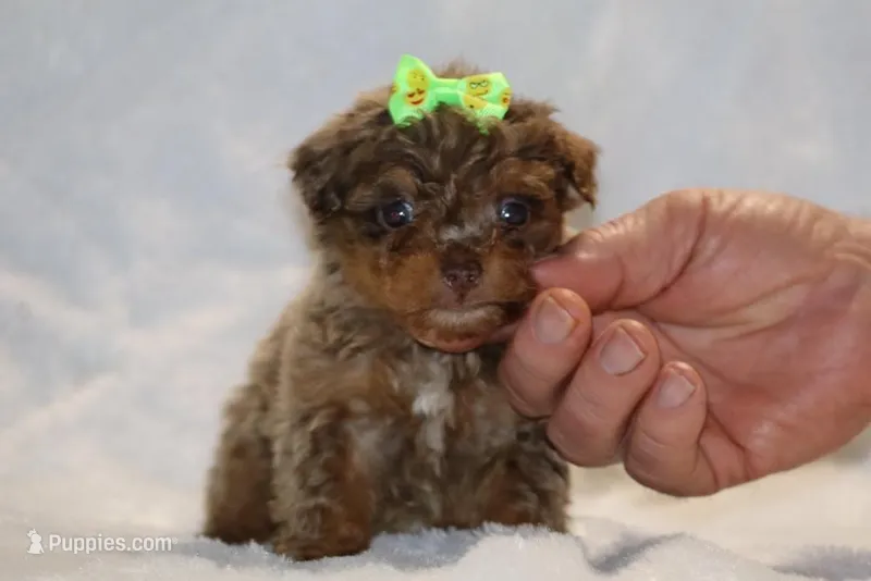 Tiny Toy Choc Merle DARLING