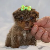 Tiny Toy Chocolate Merle DARLING, a female Shihpoo and Poodle - Toy  for sale in Memphis, TN – Photo 2 of 9