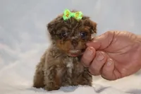 Tiny Toy Choc Merle DARLING, a female Shihpoo and Poodle - Toy  for sale in Memphis, TN – Photo 1 of 9