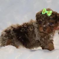 Tiny Toy Chocolate Merle DARLING, a female Shihpoo and Poodle - Toy  for sale in Memphis, TN – Photo 5 of 9
