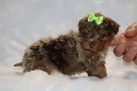 Tiny Toy Choc Merle DARLING, a female Shihpoo and Poodle - Toy  for sale in Memphis, TN – Photo 5 of 9
