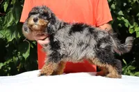11-20# Gideon Phantom , a male Miniature Bernedoodle for sale in Memphis, TN – 2 of 9