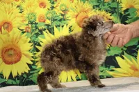 Maurice Chocolate merle , a male Poodle - Miniature  for sale in Memphis, TN – 2 of 10